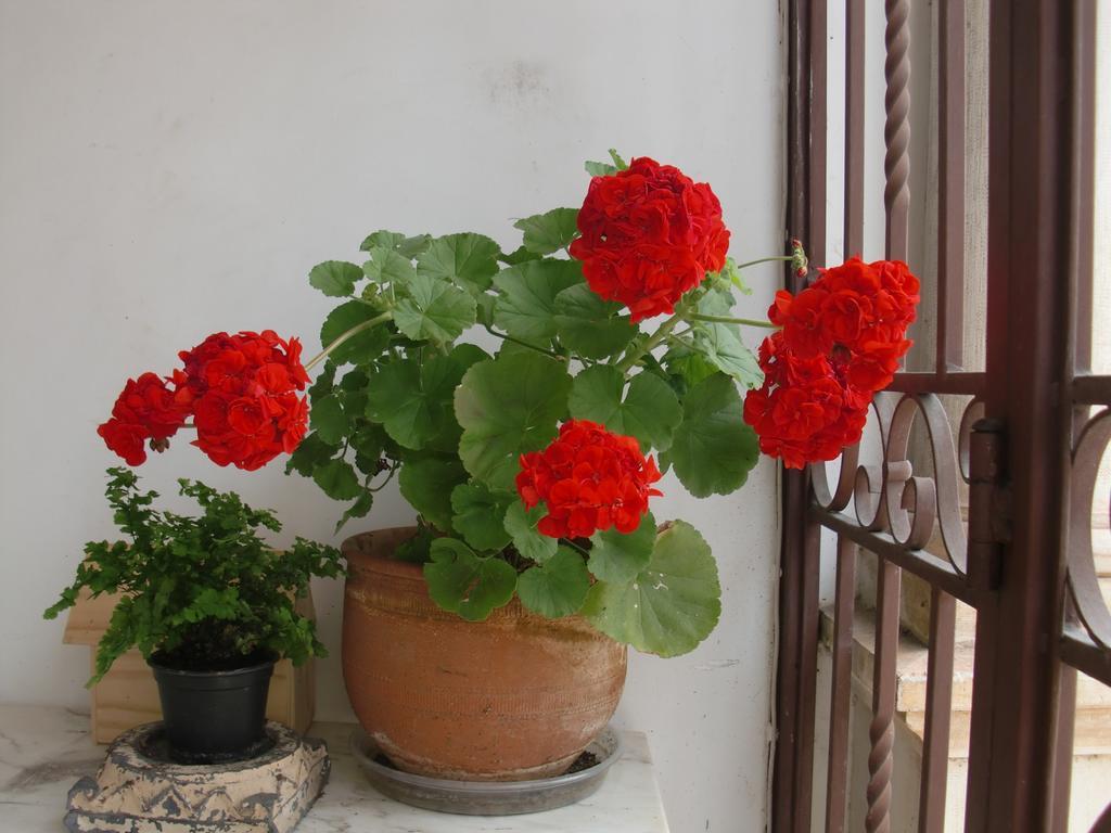 Adore Portugal Coimbra Guest House Экстерьер фото